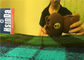 রাসায়নিক পদার্থ প্রতিরোধী ক্যান্ডি পাউডার কোট গোল্ড স্বচ্ছ প্রভাব উচ্চ তাপ অপচয়